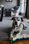 斗牛犬