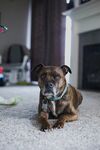 斗牛犬