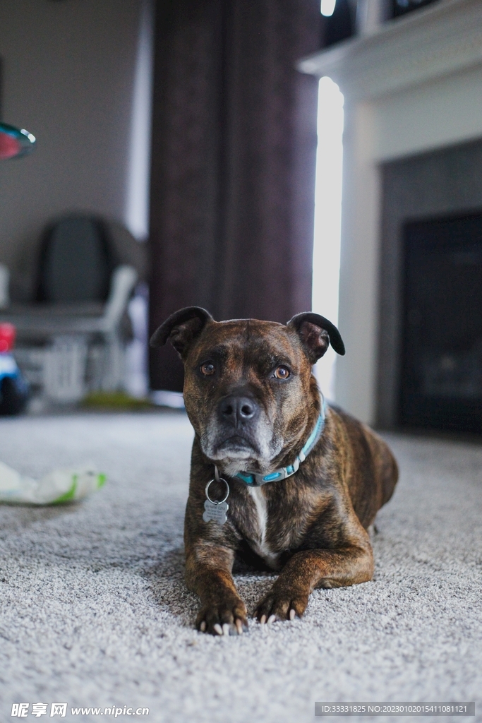 斗牛犬