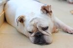 斗牛犬