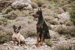 斗牛犬