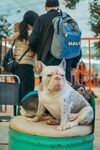 斗牛犬
