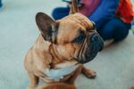 斗牛犬