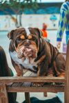 斗牛犬