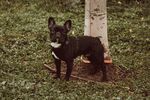 斗牛犬