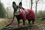 斗牛犬