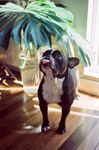 斗牛犬