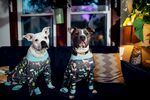 斗牛犬