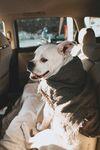 斗牛犬