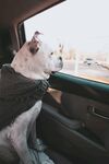 斗牛犬