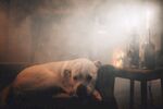 斗牛犬