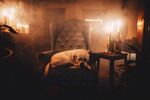 斗牛犬