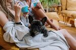 斗牛犬