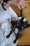 斗牛犬