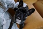 斗牛犬