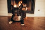 斗牛犬