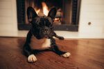 斗牛犬