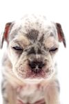 斗牛犬