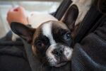 斗牛犬