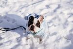 斗牛犬