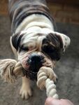 斗牛犬