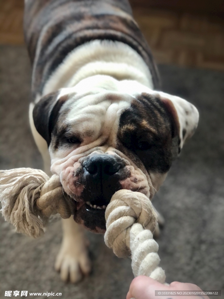 斗牛犬