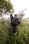 斗牛犬