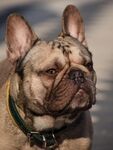 斗牛犬