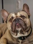 斗牛犬