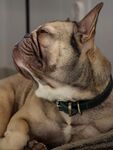 斗牛犬