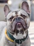 斗牛犬