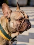 斗牛犬