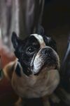 斗牛犬