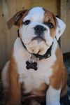 斗牛犬