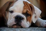 斗牛犬