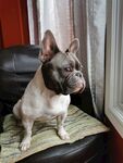 斗牛犬