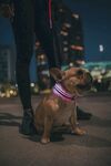 斗牛犬