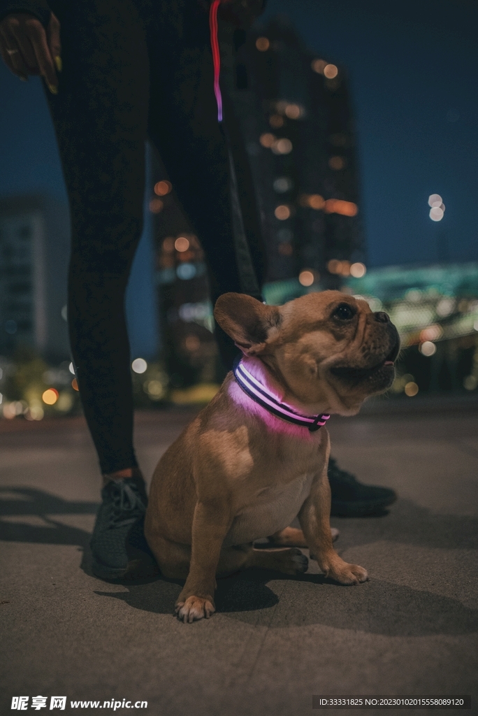 斗牛犬