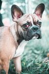 斗牛犬