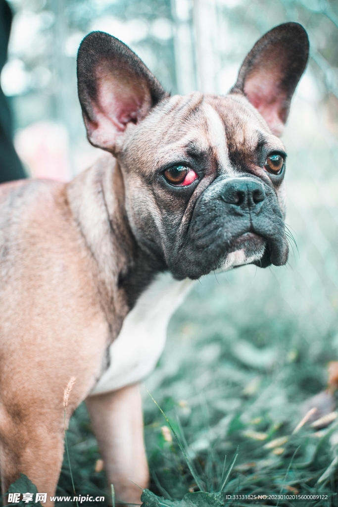 斗牛犬