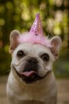 斗牛犬