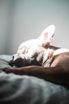 斗牛犬