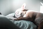 斗牛犬