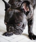 斗牛犬