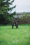 斗牛犬