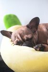 斗牛犬