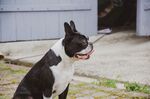 斗牛犬