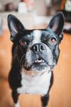 斗牛犬