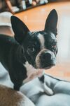 斗牛犬