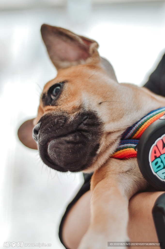 斗牛犬